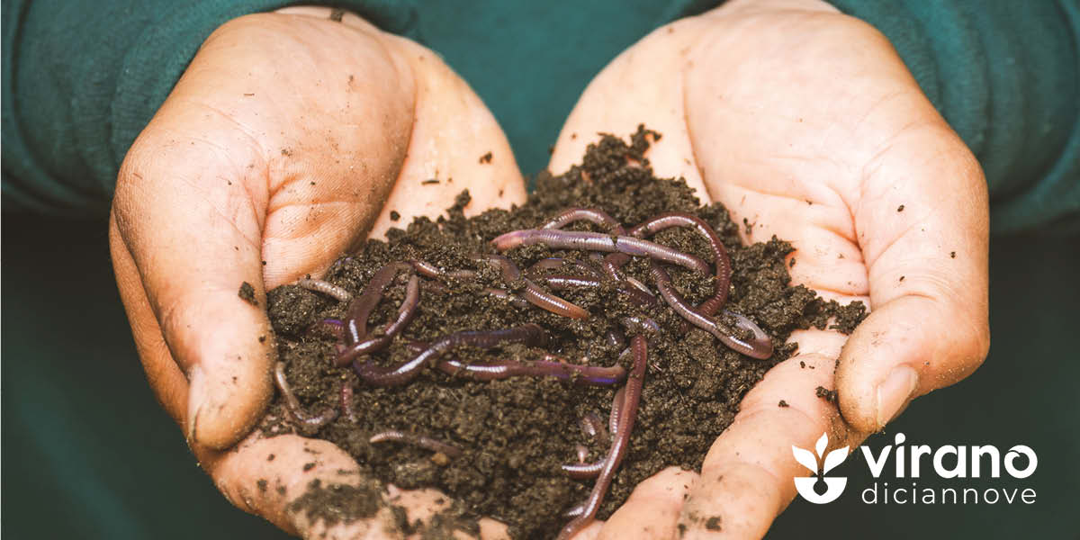 Terra E Lombrichi Una Tecnica Di Compostaggio.